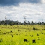 desmatamento, meio ambiente, aquecimento global, financiamento