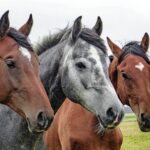 cavalos