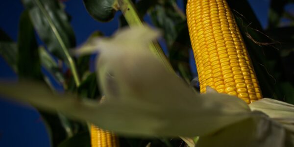Pesquisa busca tornar plantações de milho mais resistentes ao calor