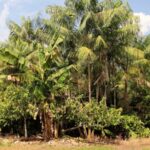 Sistema agroflorestal -Ronaldo Rosa