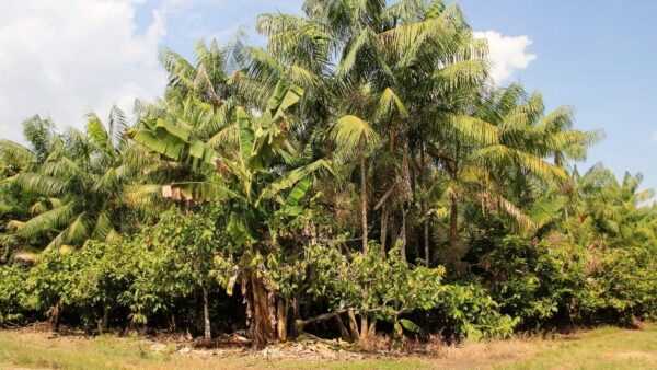 Sistema agroflorestal -Ronaldo Rosa