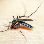 Fiocruz integra patente de larvicida ecológico contra o Aedes aegypti