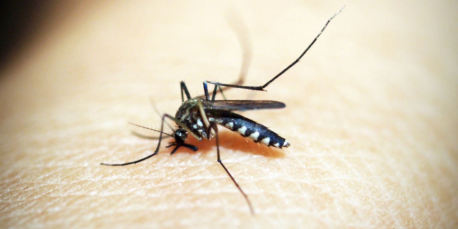 Fiocruz integra patente de larvicida ecológico contra o Aedes aegypti