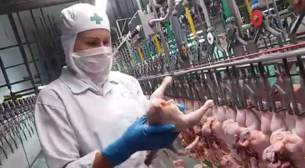 fiscais agropecuários rs