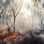 MapBiomas indica redução nas áreas de incêndio no primeiro trimestre