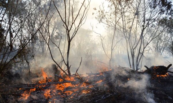 MapBiomas indica redução nas áreas de incêndio no primeiro trimestre
