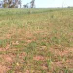 pastagem seca no Rio Grande do Sul