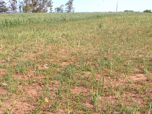 pastagem seca no Rio Grande do Sul