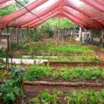 Na Zona Leste de SP, horta é oásis verde e leva educação ambiental a estudantes
