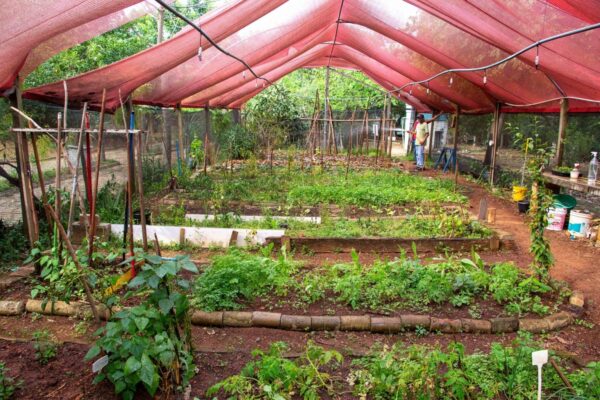 Na Zona Leste de SP, horta é oásis verde e leva educação ambiental a estudantes