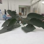 Folha de árvores nativas da Mata Atlântica