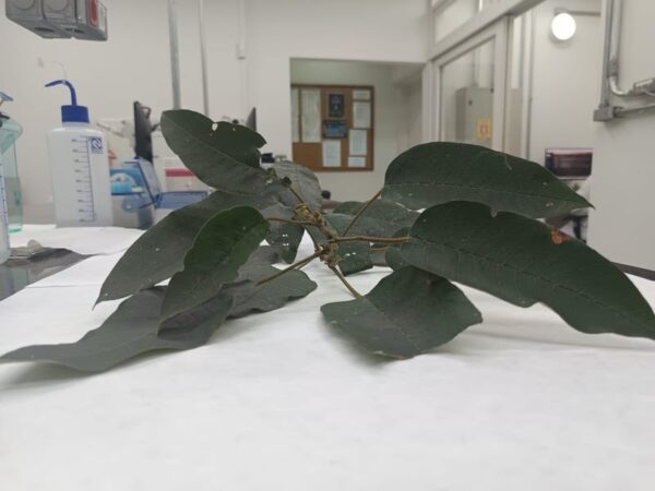 Folha de árvores nativas da Mata Atlântica