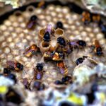 Abelhas em risco de extinção serão catalogadas em consulta ampla