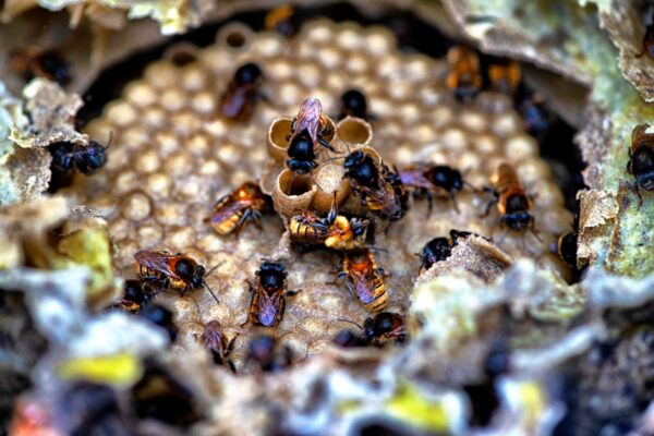 Abelhas em risco de extinção serão catalogadas em consulta ampla