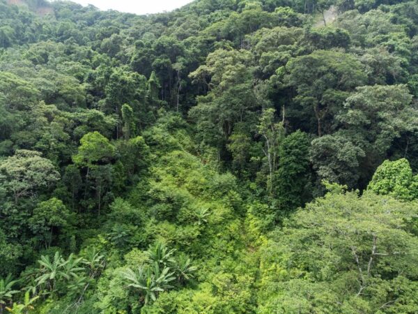 Recuperação Mata Atlântica Litoral Norte de SP
