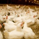 gripe aviária - agricultura de sp