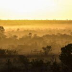 cerrado, vegetação, falta de chuva soja