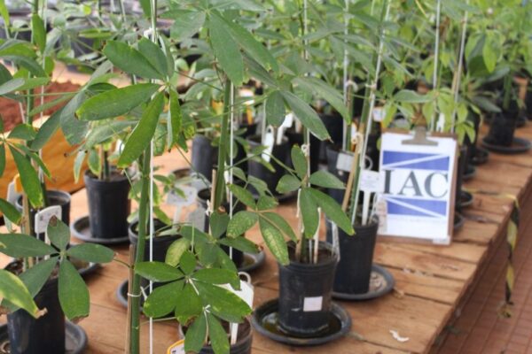 Mudas de paineira utilizadas em estudo com compostos organicos