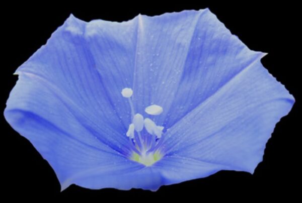 Planta com flor azul