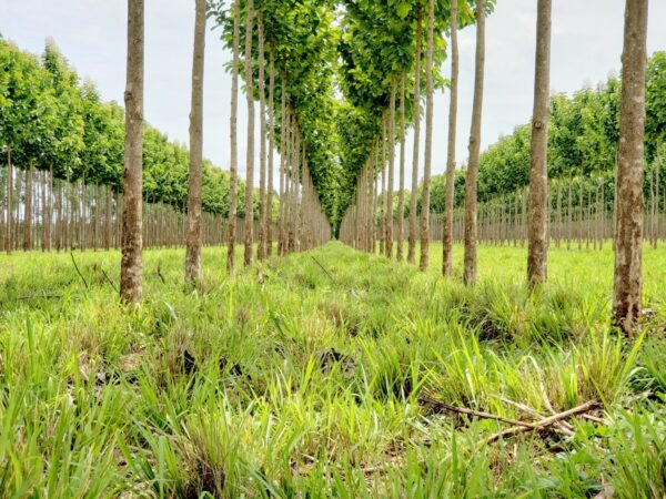 Novo sistema produtivo integra pecuária de corte com plantio de teca