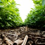 Projeto quer expandir bioinsumos brasileiros no mercado global