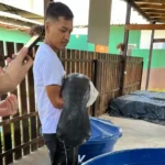 Filhote de peixe-boi-da-Amazônia