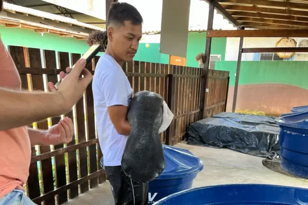 Filhote de peixe-boi-da-Amazônia