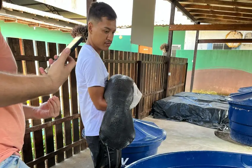 Filhote de peixe-boi-da-Amazônia