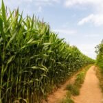 Agropecuária impulsiona PIB paulista, que cresce 2,3% no 1º trimestre