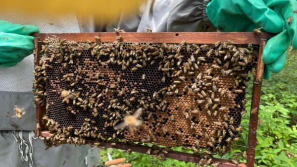 Aumento de 6°C nos termômetros até 2100 pode eliminar colmeias e alimentos, mostra Embrapa
