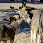 Demanda da China por gelatina coloca jumentos em risco de extinção