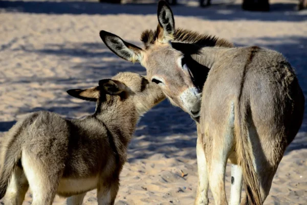 Demanda da China por gelatina coloca jumentos em risco de extinção