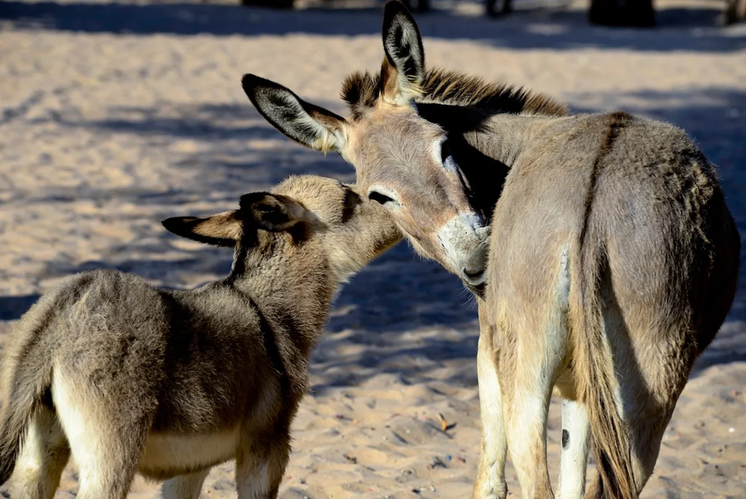 Demanda da China por gelatina coloca jumentos em risco de extinção