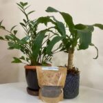 Fertilizante sustentável; vasos