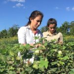 ao vivo plano safra da agricultura familiar