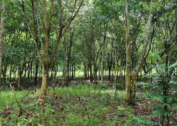 Reflorestamento com mudas