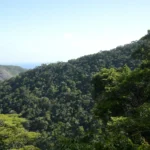 COP 30 no Brasil: o papel do agro na sustentabilidade climática