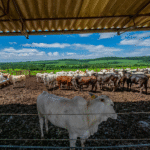 Curso técnico gratuito sobre agropecuária abre vagas remanescentes em SP