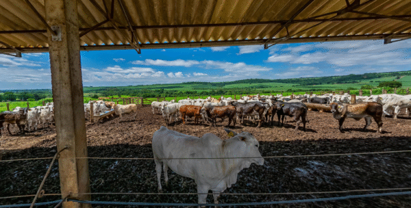 Curso técnico gratuito sobre agropecuária abre vagas remanescentes em SP