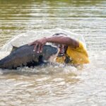 Embrapa testa óleos naturais da Amazônia contra parasitas que afetam tambaquis