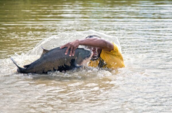 Embrapa testa óleos naturais da Amazônia contra parasitas que afetam tambaquis