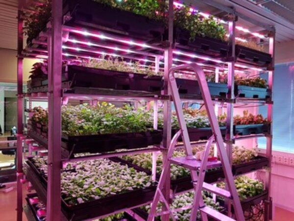 Fazendas verticais: Inovação leva o campo para o coração das cidades