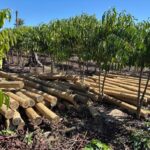 Fundo JBS pela Amazônia lança projeto que pode aumentar em 60% a renda de comunidades rurais