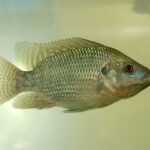 tilápia Embrapa, peixes Uel