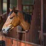 Mapa confirma 222 mortes de cavalos por ração contaminada e amplia investigações