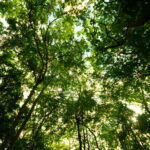 Microrganismos ajudam no reflorestamento e enfrentam crise climática