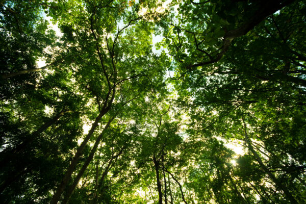 Microrganismos ajudam no reflorestamento e enfrentam crise climática