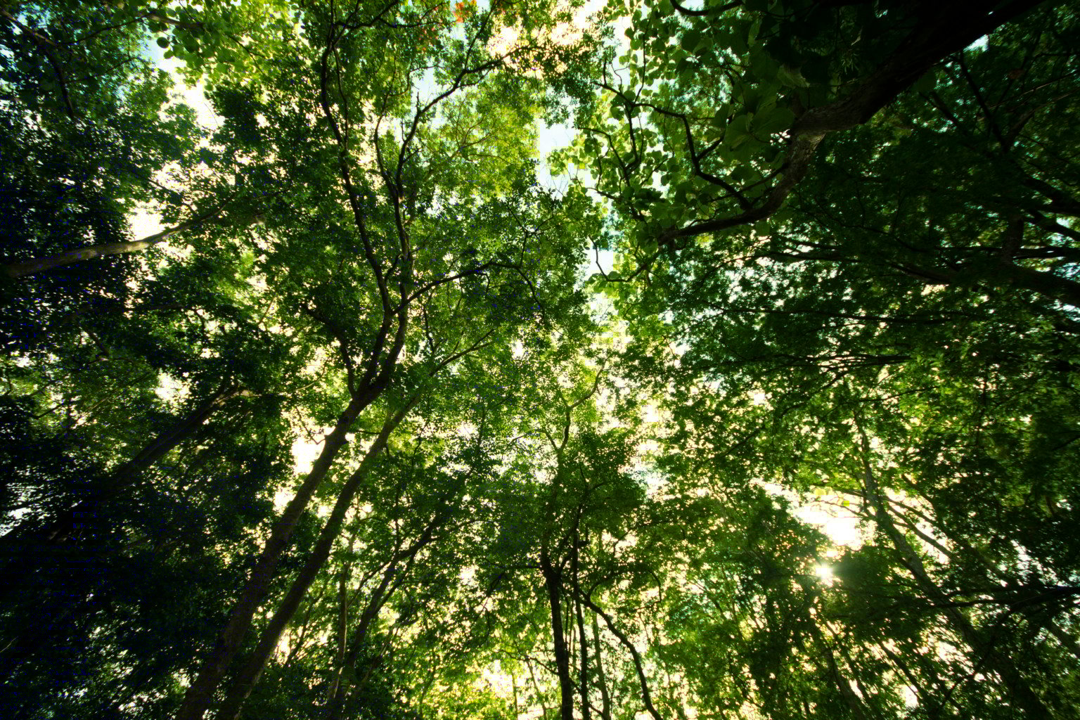 Microrganismos ajudam no reflorestamento e enfrentam crise climática