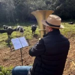 Música para vacas? Técnica melhora bem-estar e produção no campo