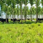 Produtores de MT lançam campanha para valorizar produção brasileira